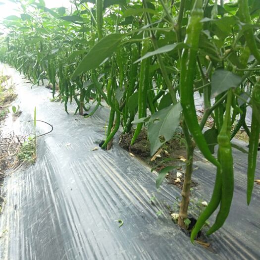 钦州线椒 3号椒