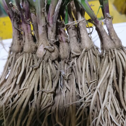 南宮市韭菜根，四季韭菜，現(xiàn)挖現(xiàn)發(fā)，紫根韭菜根苗