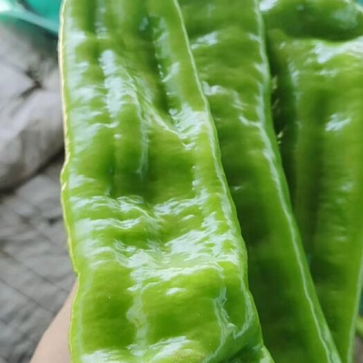 天镇县有大量尖椒青椒，