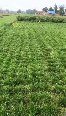 曹县麦冬苗 常年大量供应麦冬草，我们有专业的团队