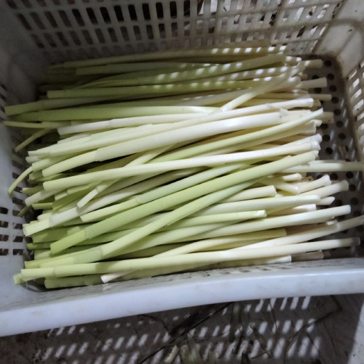 怀远县 天然深水蒲菜