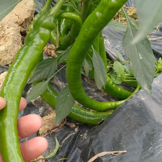 小辣椒 八号线辣椒