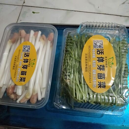 庆城县豌豆苗  无土栽培芽苗，剂，无农药，无化肥，蔬菜中的好品质