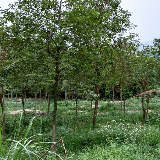 漳州尖叶蓝花楹 黄花凤铃木10公分12公分15公分20公分