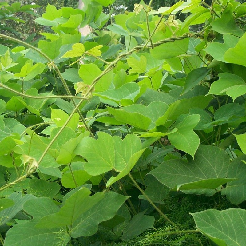 木豆种子  拉巴豆牧草种子 固氮 抗旱 耐贫瘠 防杂草 高值