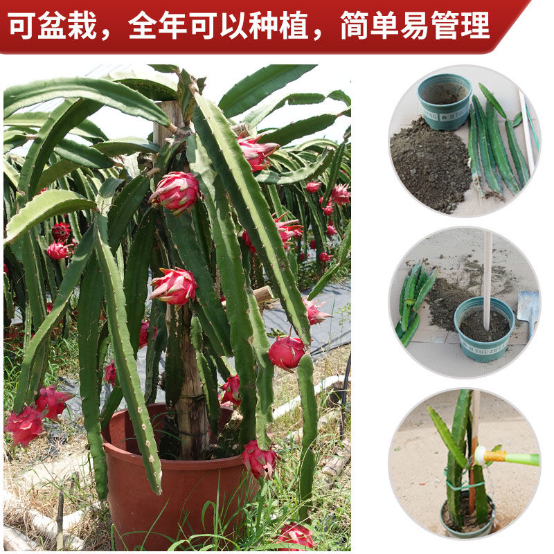 燕窝火龙果苗  广西火龙果苗 四季红心白肉无刺黄龙果火龙果苗盆栽地栽
