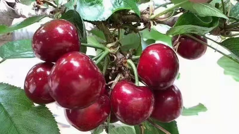 美早樱桃批发 沙蜜拖樱桃批发布鲁克斯樱桃行情