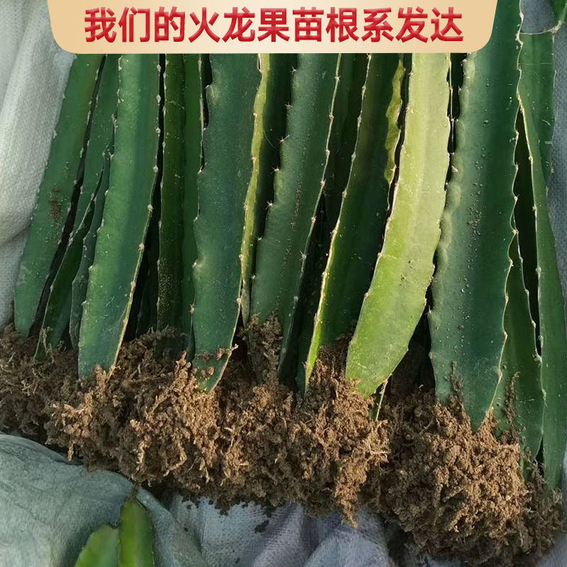 燕窝火龙果苗  广西火龙果苗 四季红心白肉无刺黄龙果火龙果苗盆栽地栽