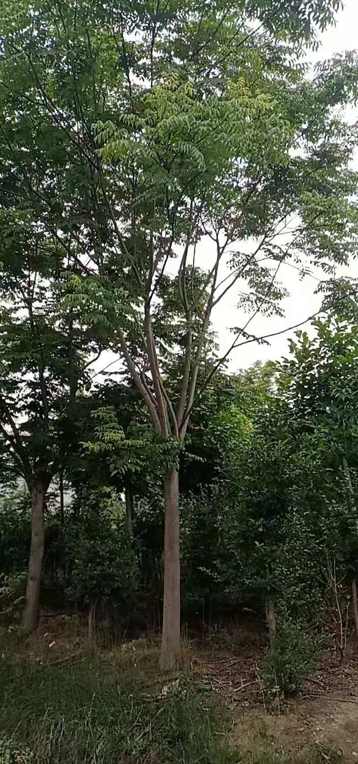 栾树价格，黄山栾树，，