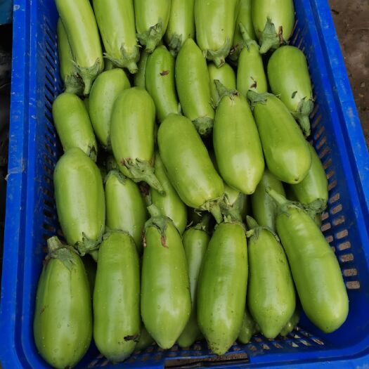 青茄  本地大棚青皮茄子上市中，质量好颜色好看价格便宜有需要