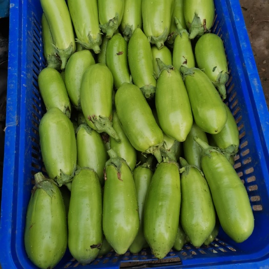 新野县青茄  本地大棚青皮茄子上市中，质量好颜色好看价格便宜有需要