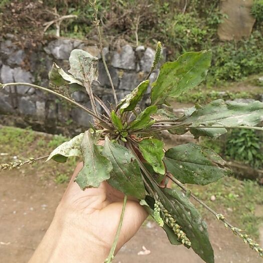 桐梓县车前草，，非种植。贵州老高山中药材