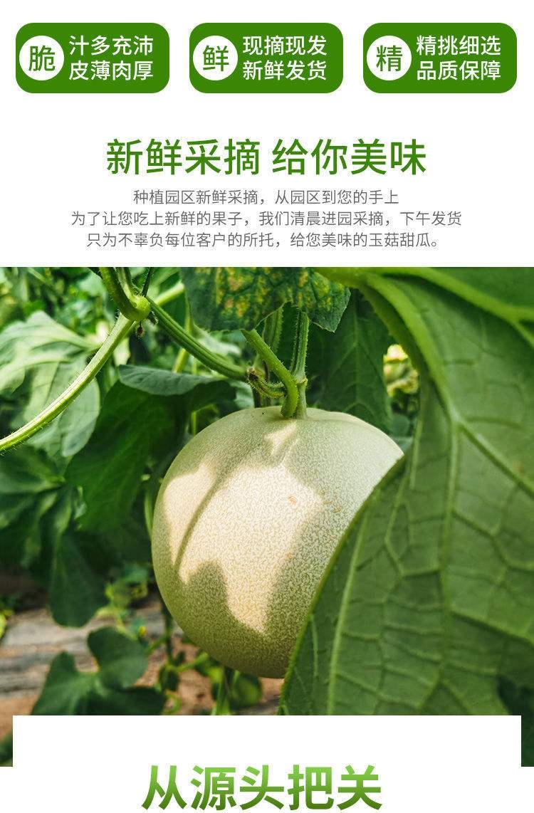 【瓜中爱马仕】海南冰激凌玉菇甜瓜现摘现发