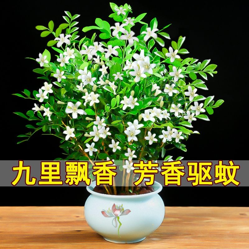 杭州九里香苗室内盆栽九里香七里香千里香万里香花苗驱蚊防辐射植物