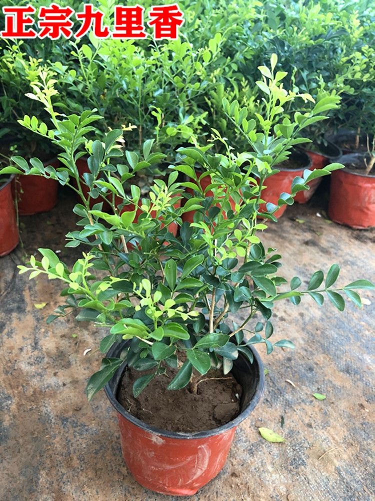 九里香盆栽驱蚊绿植盆景老桩浓香四季植物七里香树苗室内好养花卉