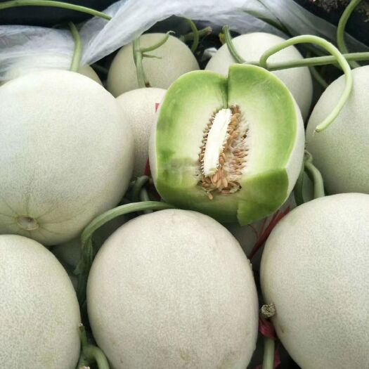 莘县玉菇甜瓜