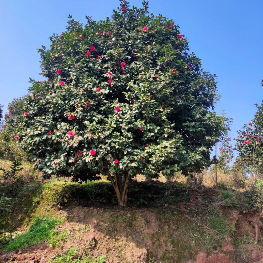 山茶花。18公分云南茶花