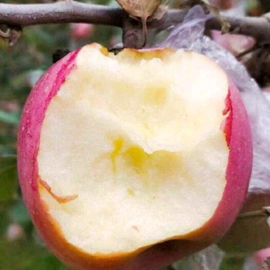红富士苹果  ［坏果包赔］脆苹果新鲜水果当季红富士冰心苹果包