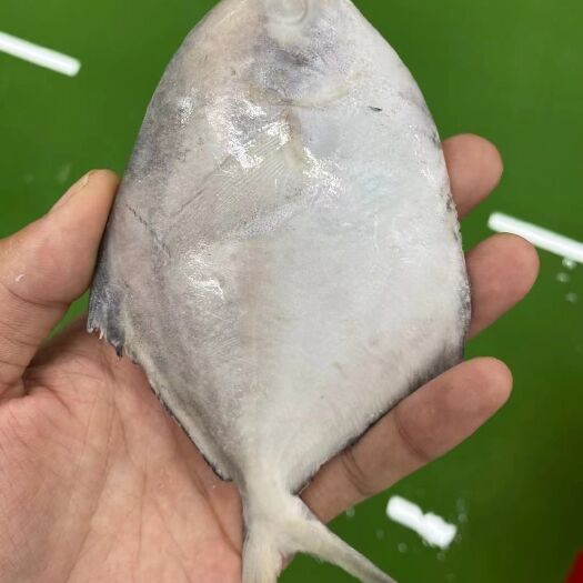 马鲛鱼 欢迎全国各地客户详聊