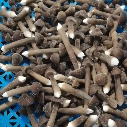 菏泽基地直发新鲜鸡枞菌