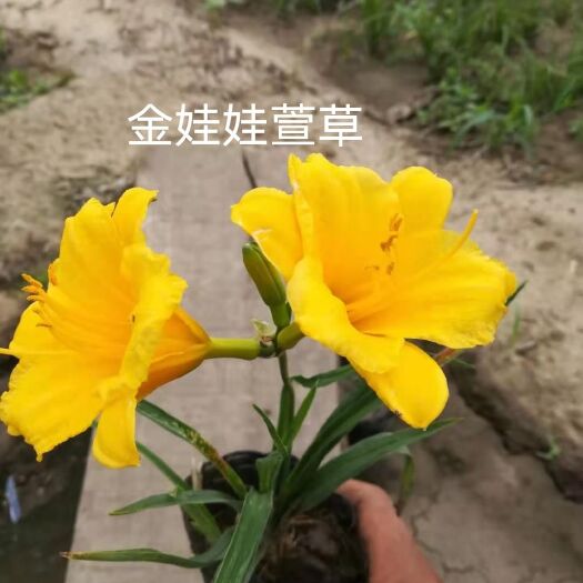 台安县金娃娃萱草