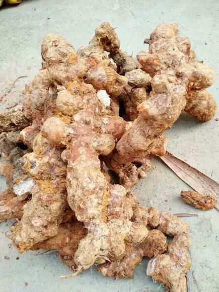 长沙也生土茯苓，新鲜后感甘甜，都是现挖现卖！