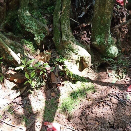 富源县国旗红杜鹃  国旗红鸡血红映山红