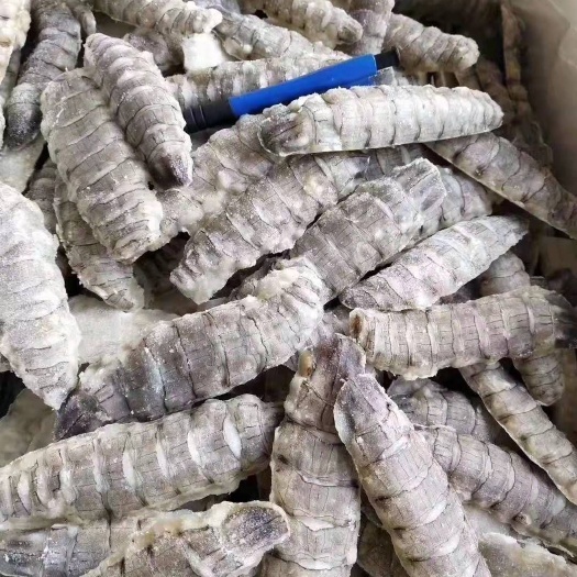 庄河市 皮皮虾肉