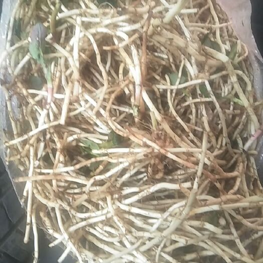 六盘水鱼腥草 出售折耳根 ，有想法的联系。