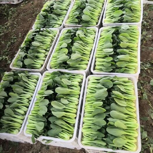 曹县上海青 大量供应