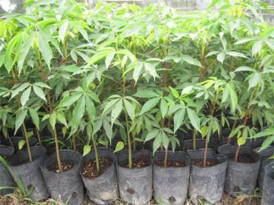 普宁市木棉小苗,美丽木棉小苗,主要从事小苗出售的培育，欢迎来询。