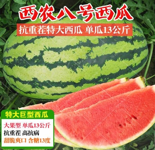 西农8号西瓜苗  西农八号西瓜直播苗嫁接苗供应
