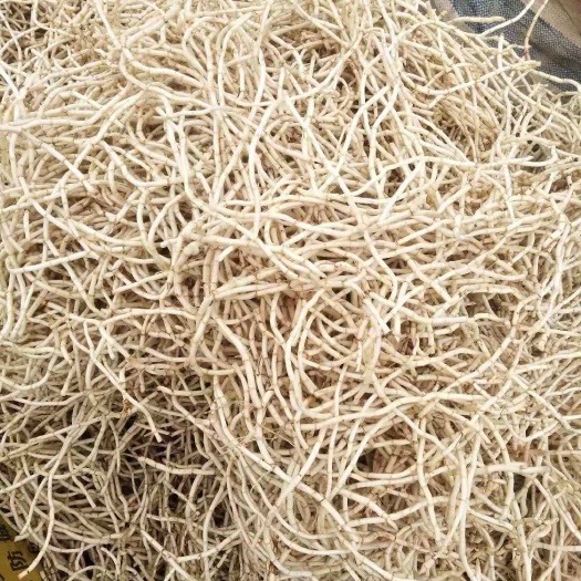 柳城县鱼腥草根
