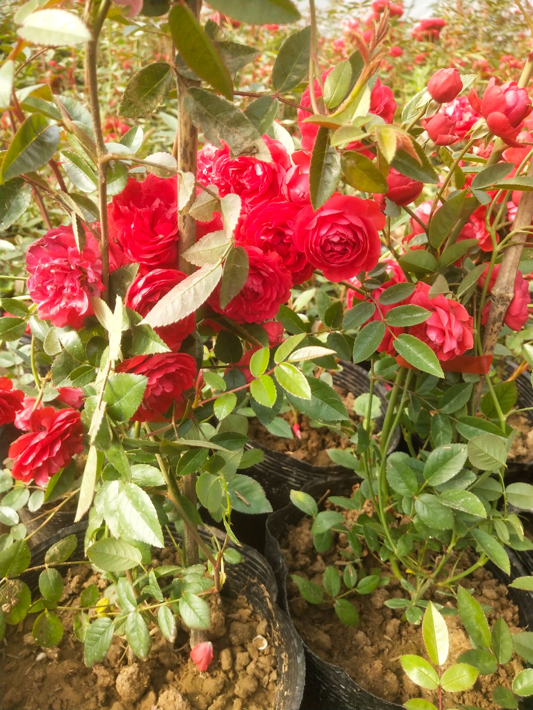 红木香花四季甜蜜爬藤植物特大花苗盆栽攀爬浓香花卉黄木香七里