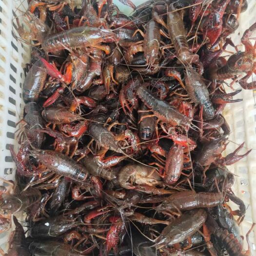 潜江市 潜江小龙虾