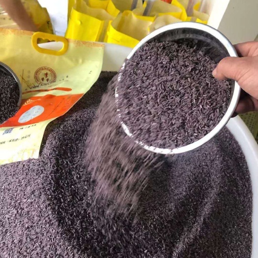 合浦县紫米 广西北海南康贫困户种植都