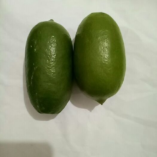 厦门香水柠檬/农场直供