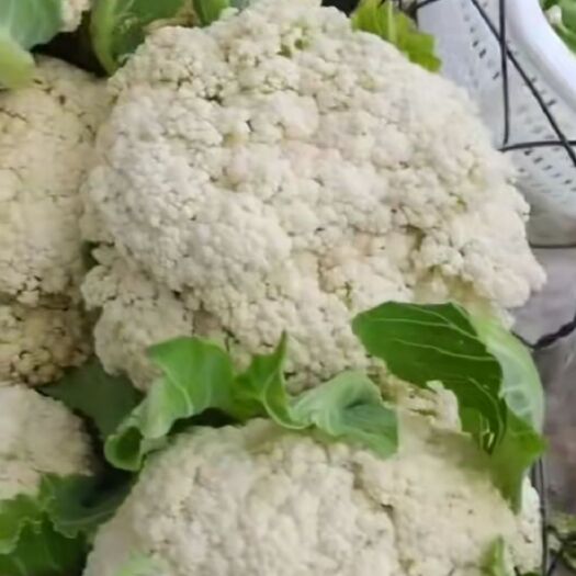 温岭市白花菜花  现摘白菜花