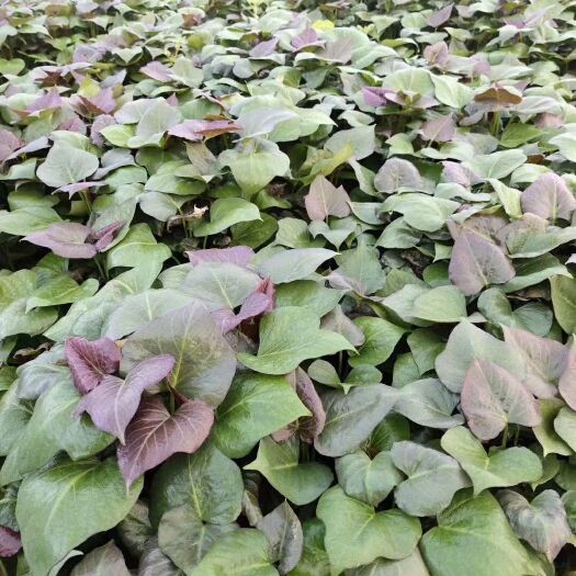 夏津县蜜薯红薯苗  红薯苗，脱毒种苗