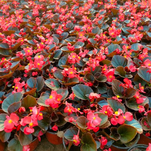 青州市草花 四季海棠