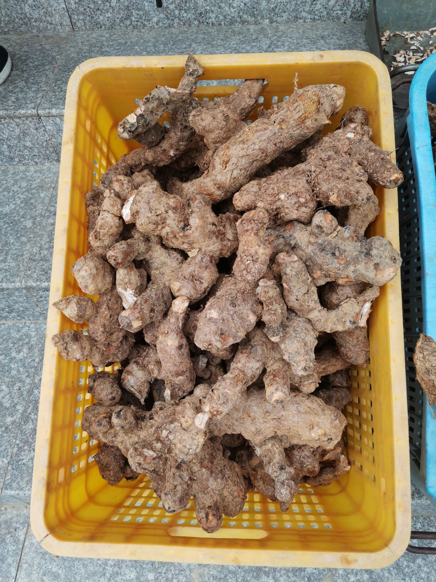 新鲜土茯苓，深山上挖的，为了更好的品质，土茯苓需要提前预定。