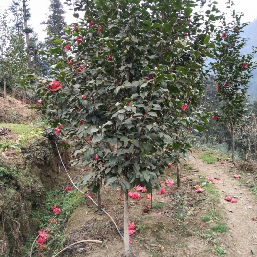 盐津县茶花树  3公分茶花，地苗