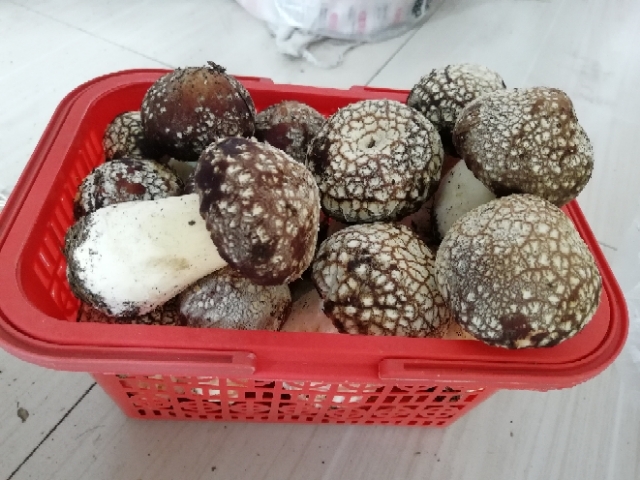 开阳县 开阳特产富硒赤松茸蘑菇菌类