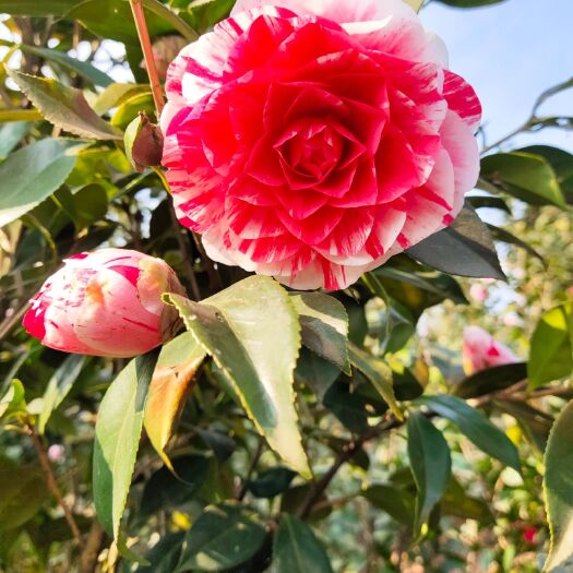 盐津县山茶花。云南茶花。名贵茶花。五色赤丹3－4公分