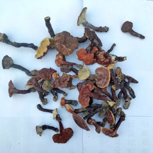 镇平县赤灵芝  河南南阳     生灵芝 味苦 纯 够有劲批发