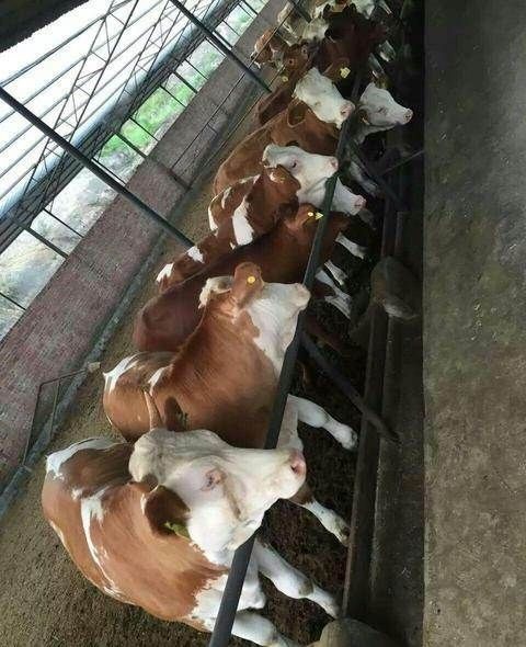 威宁县西门塔尔牛 代办，西门达尔，夏洛菜土杂牛仔，