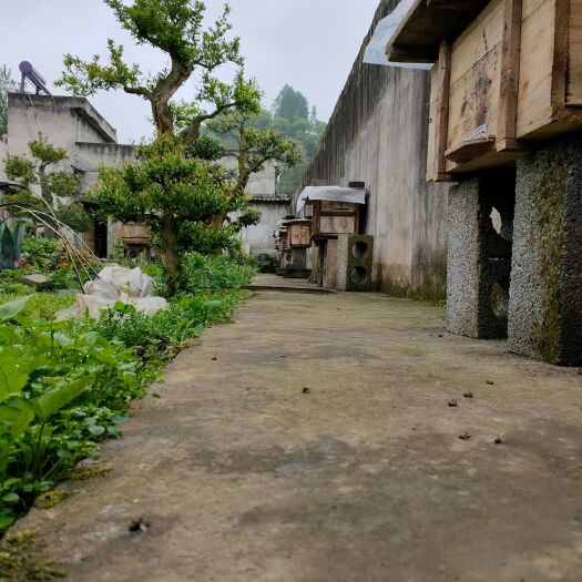 大方县采摘工 野蜂蜜，美容，养胃，数量有限，欲购从速，假一赔十。