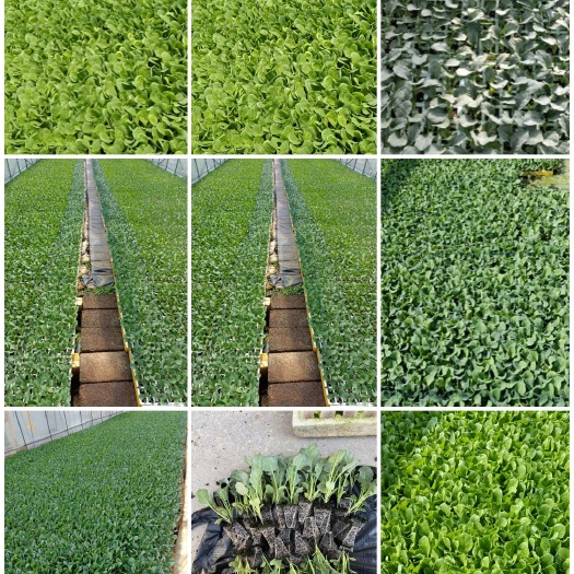 通海县常年销售及加工小铁头苗 大白菜苗  京白菜等各种蔬菜种苗