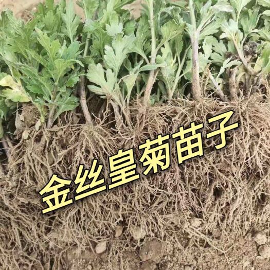 亳州黄金菊 金丝皇菊苗各种菊花苗