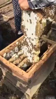 会昌县土蜂蜜 山乌桕树蜜